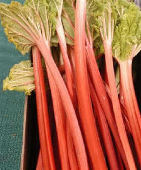 25 Victoria Rhubarb Aka Pieplant Rheum Rhabarbarum Perennial Etsy