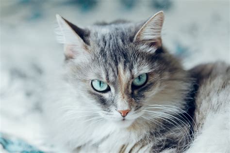Siberian Cat — Full Profile History And Care
