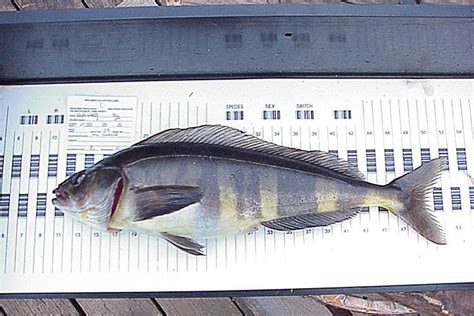 Age Determination Of Alaska Groundfish Species Noaa Fisheries