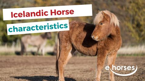 Icelandic Horse Characteristics Origin And Disciplines Youtube