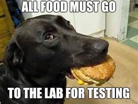 20 Hilarious Labrador Memes Will Make Your Day The Paws