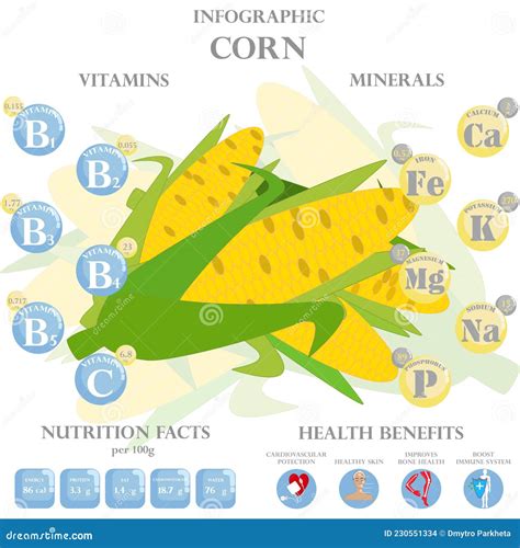 Corn Nutrition Facts and Health Benefits Infographic Stock Vector