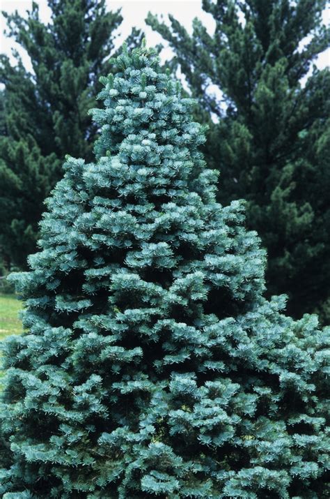 Abies Concolor White Fir Jim Whiting Nursery