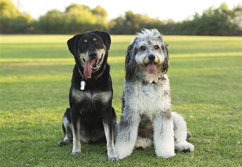 Archie And Leo Two Dogs From San Diego Ca San Diego Pet Photographer