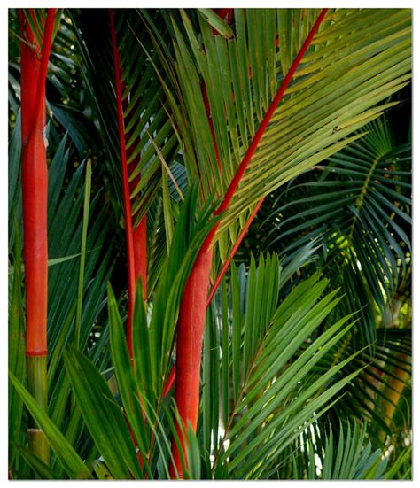 My Favourite Of All Palm Trees The Red Sealing Wax Palm Story Within