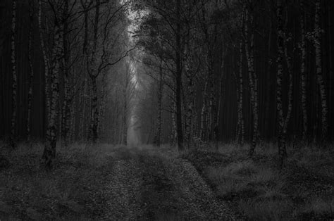 Wallpaper Sunlight Trees Forest Night Nature Road Mist