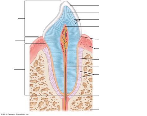 Longitudinal section of a canine tooth Quiz