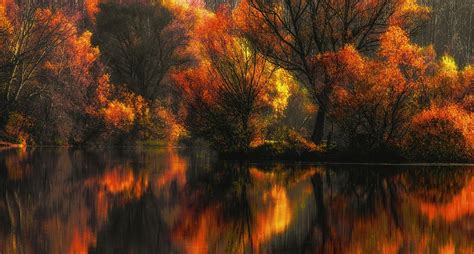 Wallpaper Sunlight Trees Landscape Colorful Forest