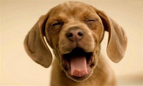 Makes Me Yawn Just Looking At This Little Fella With Images Dog