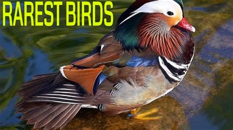 All About Rare Animals Unique Animals And More Rarest Bird Species On Earth