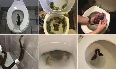 Snakes In The Toilet People Share The Shocking Finds That May Put You