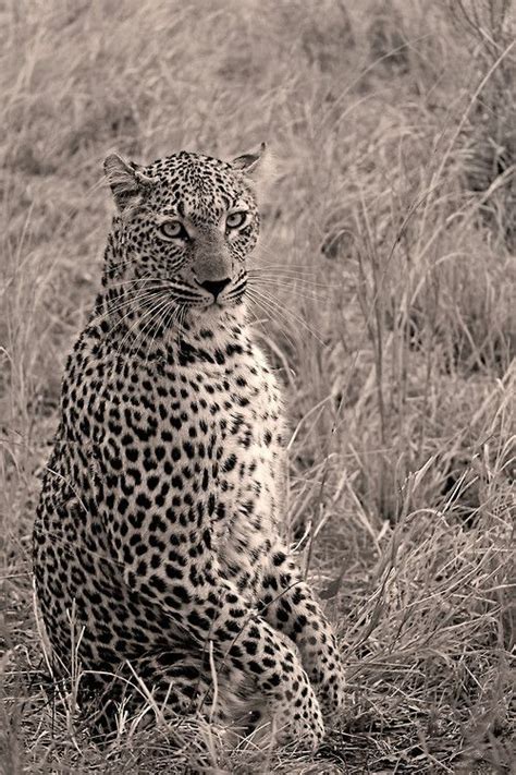 Via 500px Standing Up Leopard By Rudi Hulshof Pretty