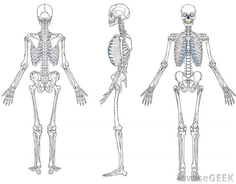 What Is A Skeletal System Diagram With Pictures Human Skeleton