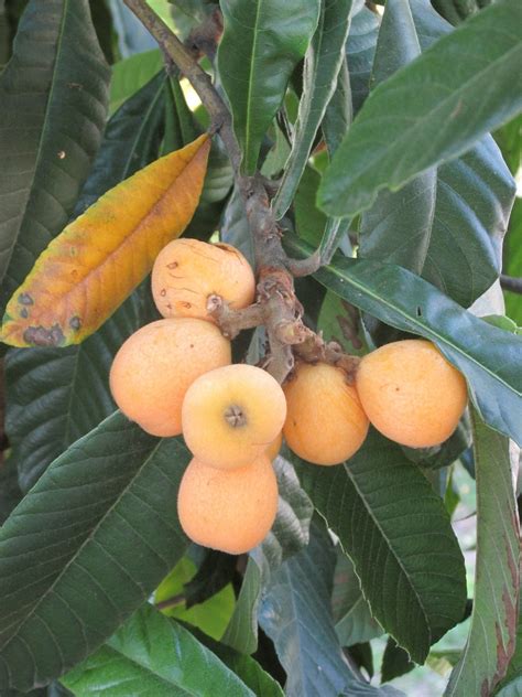 Voice In The Wilderness Getting To Know The Loquat