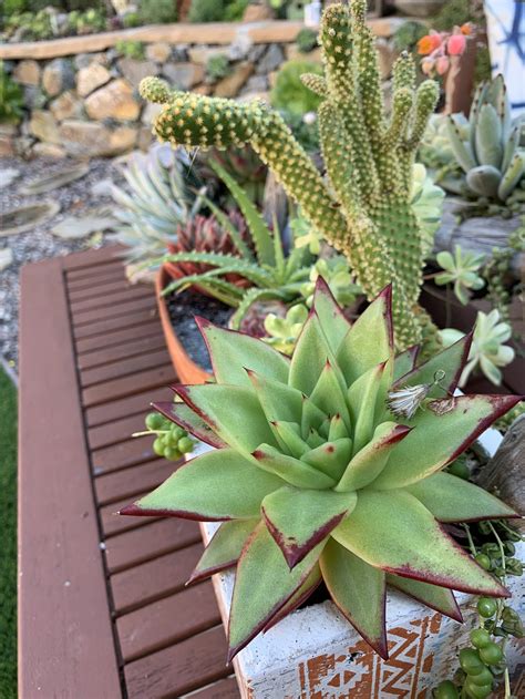 Plant Of The Month Archive Echeveria Agavoides — Infinite Succulent
