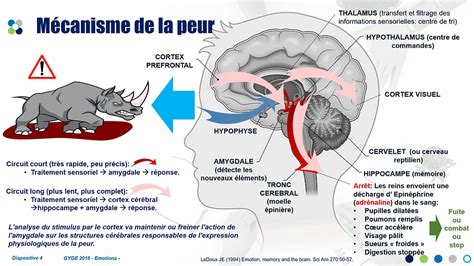 La Peur à Quoi ça Sert Et Comment ça Fonctionne