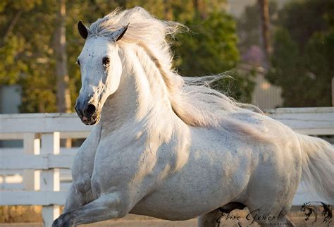A White Horse Is Galloping In An Enclosed Area