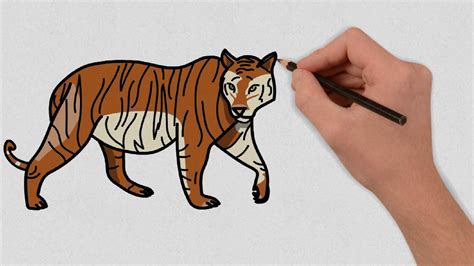 How To Draw A Tiger Step By Step Easy Tiger Drawing Lesson Tiger