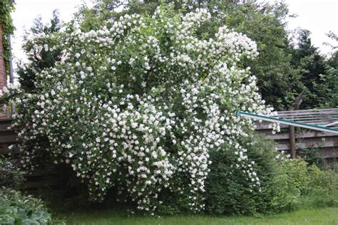 Check spelling or type a new query. Blumenhaus Karin Kienitz - Freiland - Mit Hacke und Harke ...