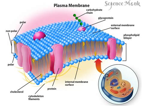 Plasma Membrane Plasma Membrane Teaching Biology Membrane