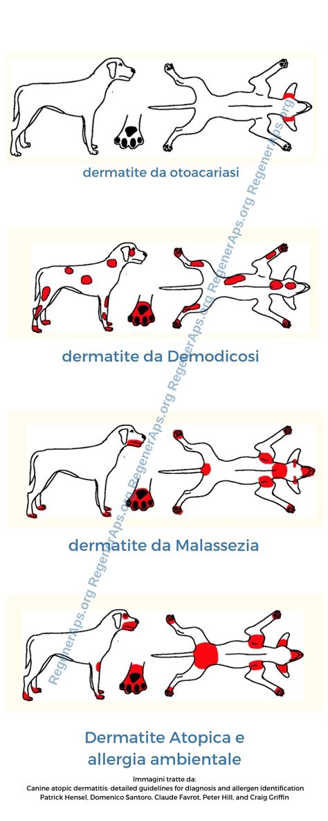 Dermatite Atopica nel cane: tutto quello che c'è da sapere ...