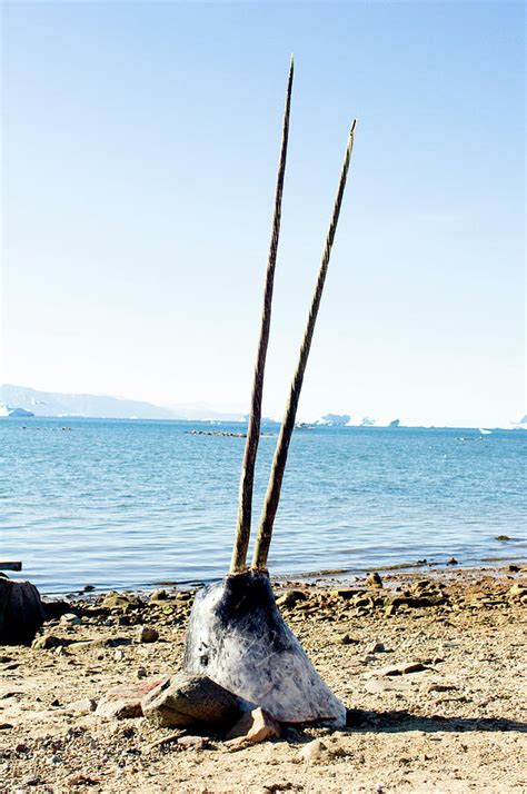 Double Tusked Narwhal Head On Beach Photograph By Louise Murrayscience
