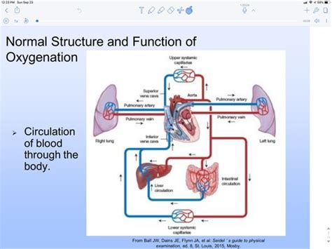 Wk 4 Oxygenation Circulation And Perfusion Chest Tubes Flashcards Quizlet