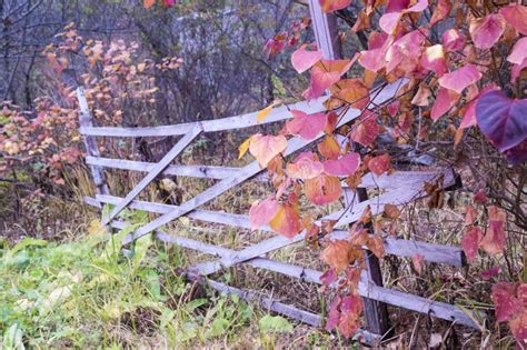 Autumn Fence Fotografia Stock Immagine Di Corsa Recinzione 101666826