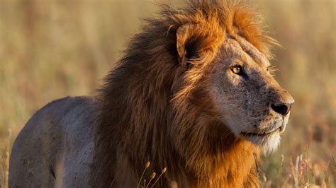 African Lion Safaris And Holidays Natural World Safaris