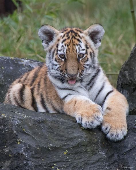 Amneris Siberian Tiger Cub Safaripark Beekse Bergen Joey Flickr