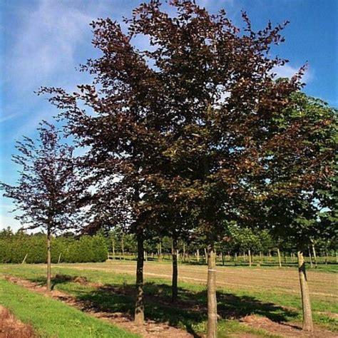 Buy Fagus Sylvatica ‘dawyck Purple Tree Hillier Trees