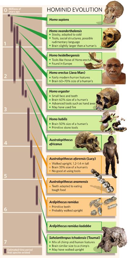 PALAEOBLOG Hominid Evolution Explained