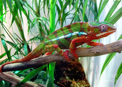 Colorful Chameleon Photograph By Nancy Mueller Pixels