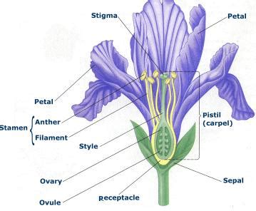 The key is to look at the flowers. Biology Review