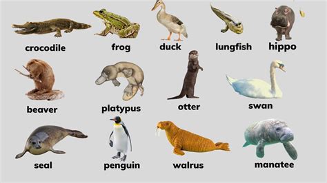 Semi Aquatic Animals Vocabulary ⭐ Animals Can Live In Both Water And