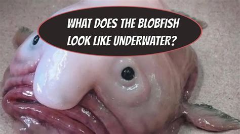 İsveç kralı, i̇sveç hükümetinin sürü bağışıklığı politikasını eleşti. Stefan Löfven Blobfish - Why So Angry 9gag : Enligt ...