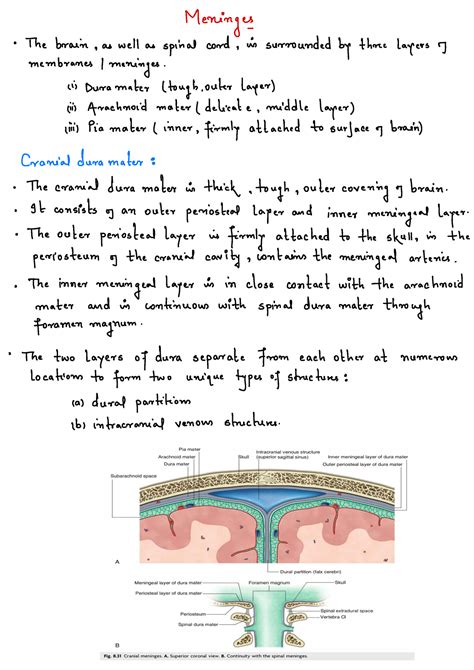 Meninges Biology Lecture Notes Meninges ° The Brain As Well As