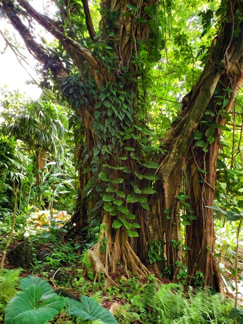Tree In Rainforest Free Stock Photo Public Domain Pictures