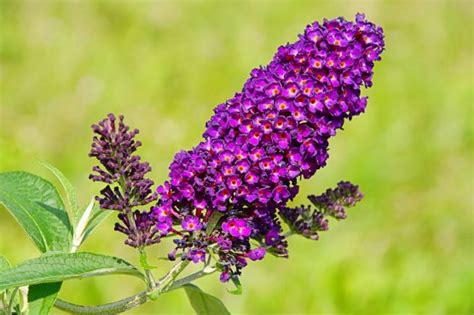 40 Plants That Attract Butterflies Thatwowgarden