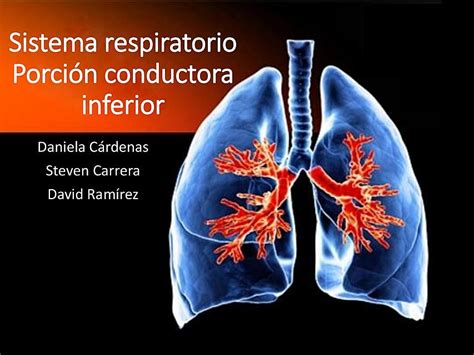 Hsitología Sistema Respiratorio Superior Steven Carrera Maizon Udocz