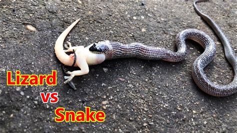 Amazing Snake Vs Lizard Rắn Hổ Ngựa ăn Thịt Con Thằn Lằn Video