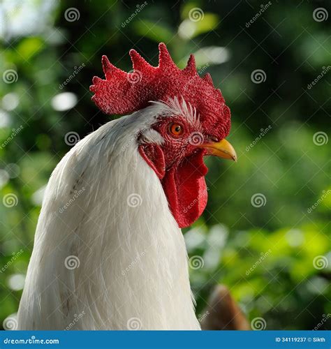 White Rooster Cockerel In Profile Stock Image Image Of Beautiful Nobody 34119237