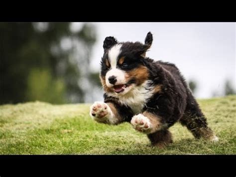 They are typically a hardy breed, but may have a tendency to suffer from elbow or hip dysplasia, cancer, bloat, or eyelid problems. 60 Seconds Of Cute Bernese Mountain Dog Puppies! - YouTube