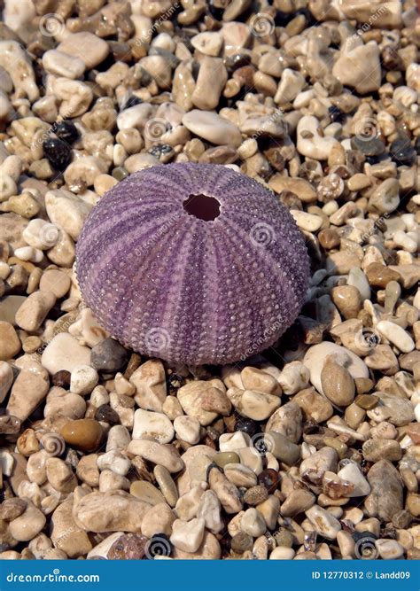 Pink Sea Urchin Stock Photo Image Of Echinoderm Dive 12770312