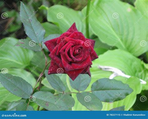 Dark Red Velvet Rose Stock Image Image Of Flower Shot 78227115
