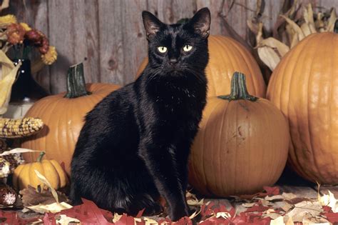 Scrapbooking Halloween Black Cat Paper Party And Kids Cindyclinicjp
