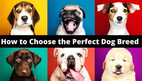 How To Choose The Perfect Dog Breed To Fit Your Needs