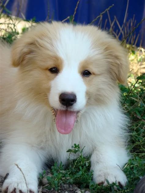 Australian Red Border Collie Photos And Videos Photo And Video Gallery