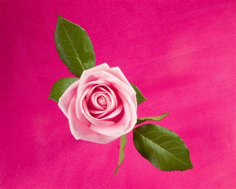 Pink Petaled Rose Hd Wallpaper Wallpaper Flare
