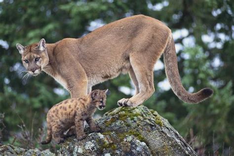 Cougar And Cub Photographic Print Dlillc